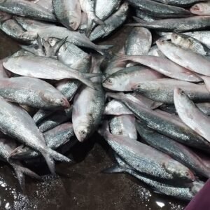 ৬ পিস মাছে ৫ কেজি= ২৩০০ টাকা।